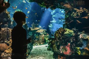 Oceanário de Lisboa - Agenda Infantil Lisboa LX - Eventos