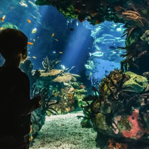 Oceanário de Lisboa - Agenda Infantil Lisboa LX - Eventos