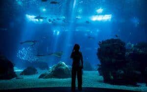 Oceanário de Lisboa - Agenda Infantil Lisboa LX - Eventos