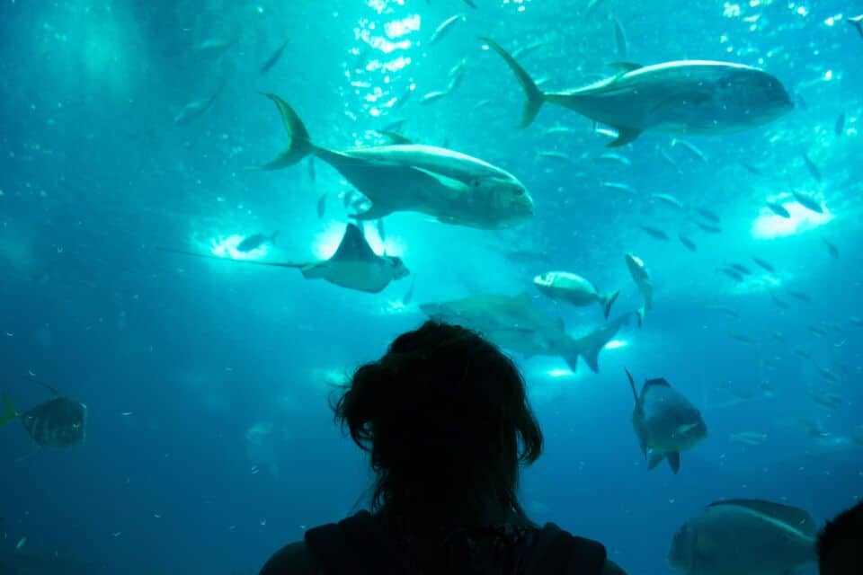 Oceanário de Lisboa - Agenda Infantil Lisboa LX