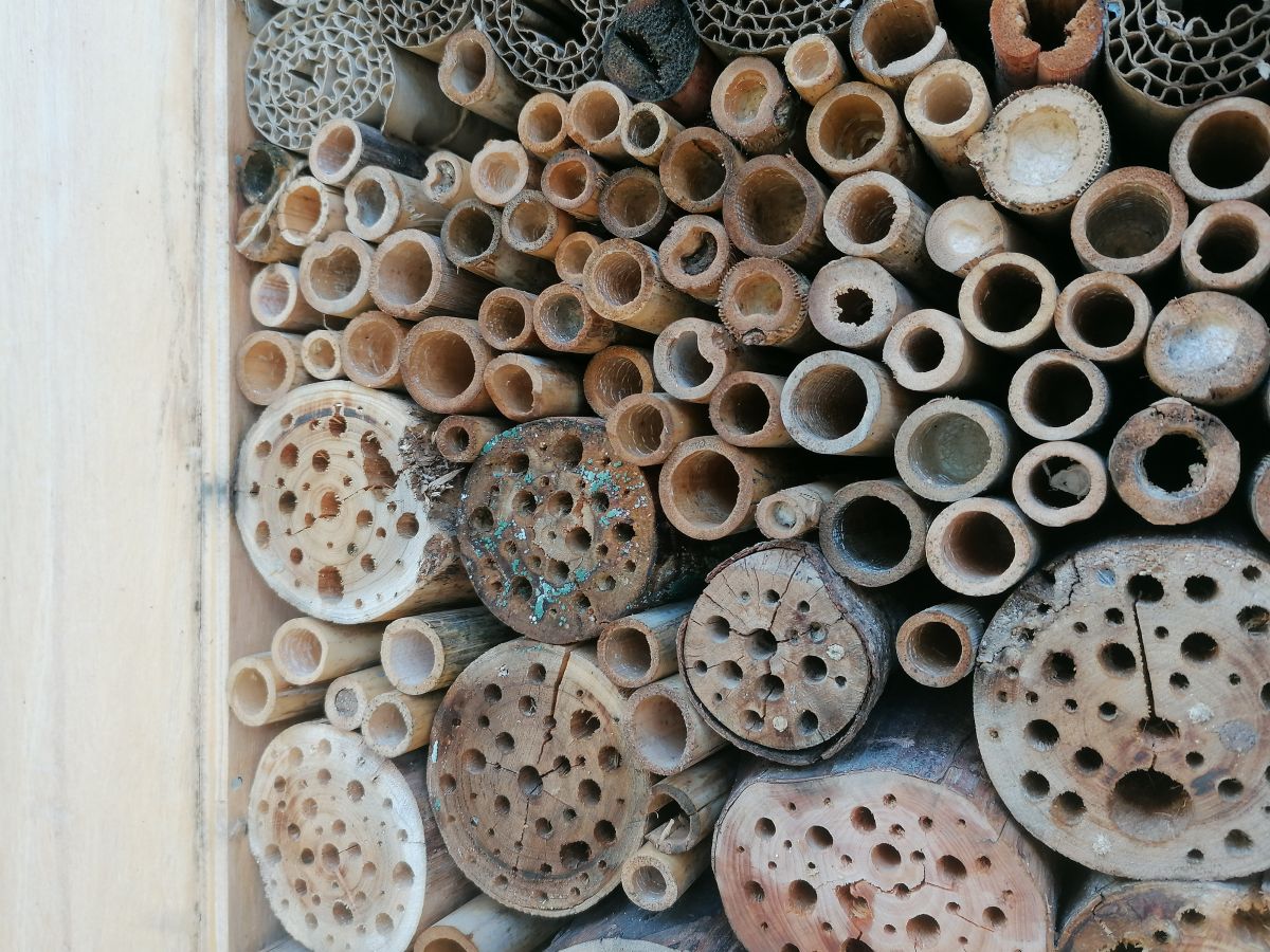 Um Hotel de Insetos - Museu de Lisboa - Palácio Pimenta