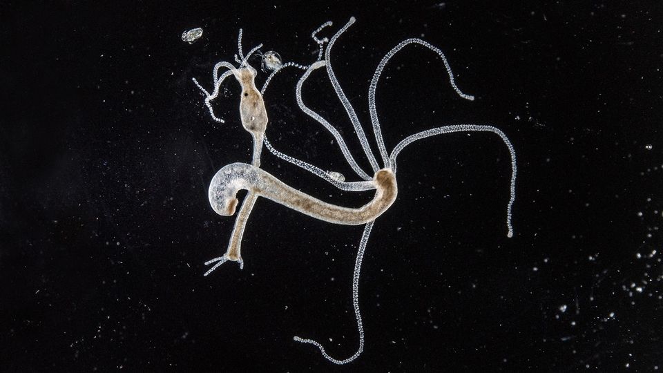 Hydra, Lucas Damiani - PACAP 6