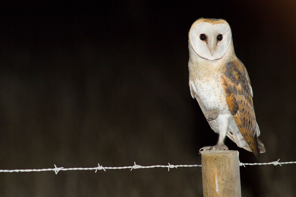 Aves Noturnas Percurso de observação da biodiversidade