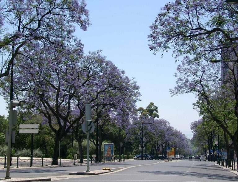 Restaurantes na Rua Castilho Lisboa