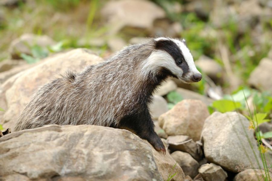Passeio Em busca dos texugos e outros animais na Quinta do Pisão