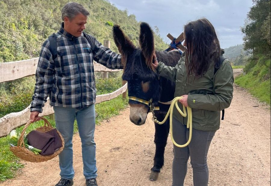 Piquenique e experiência com Burro de Miranda na Quinta do Pisão