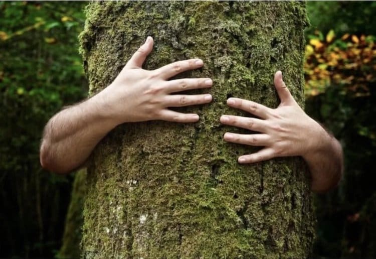 Banhos de Floresta - Centro Interpretação de Monsanto