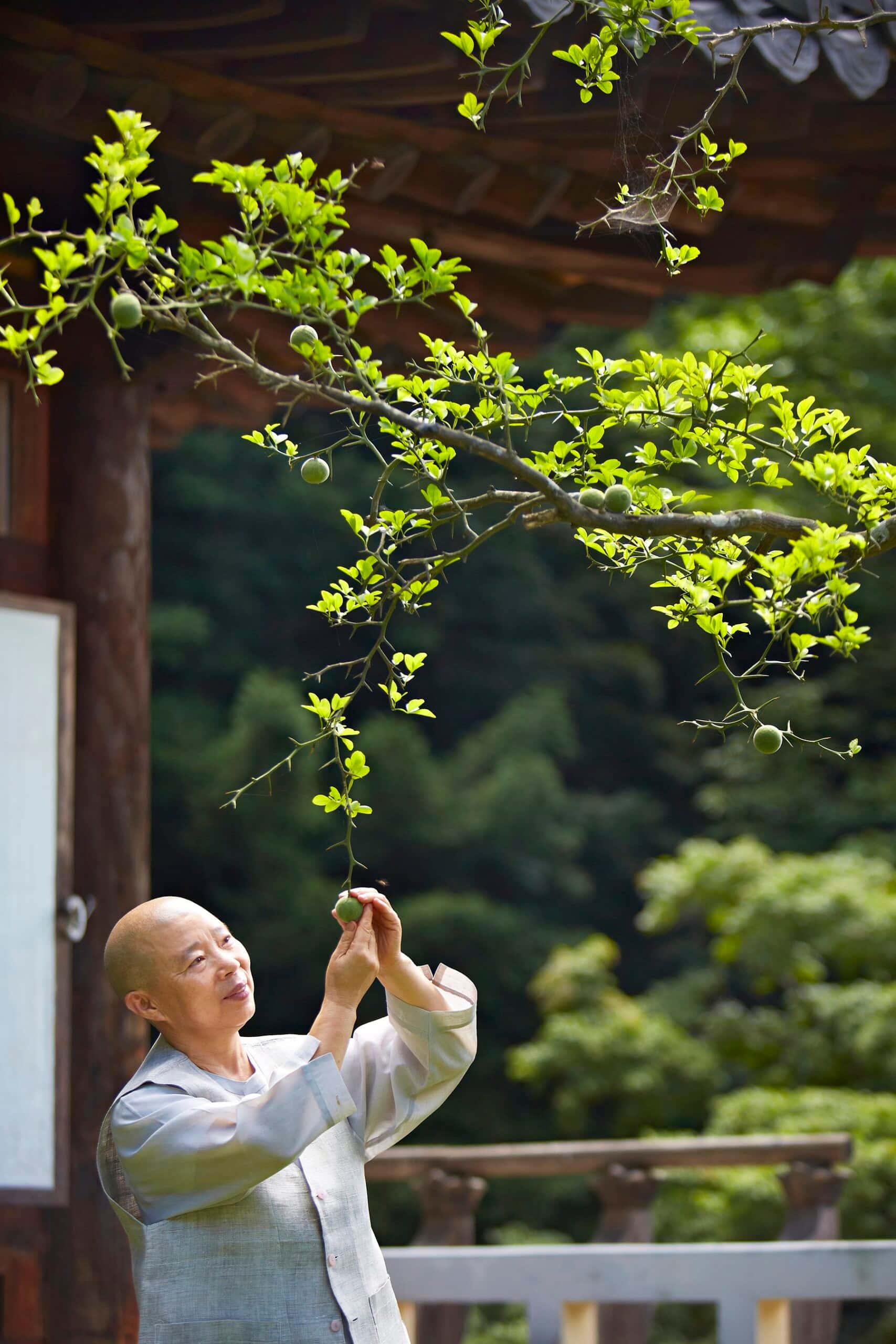 Jeong Kwan e os Frutos do Verão