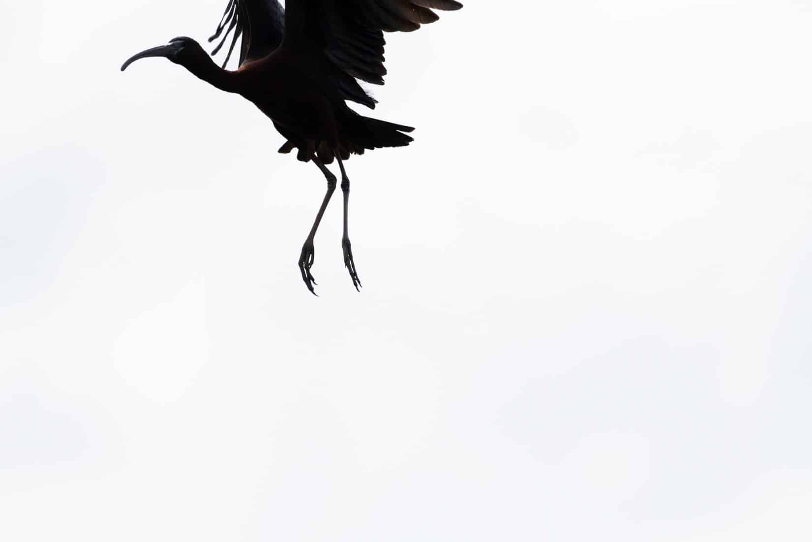 Linhas de Tensão. Arte, Dança e Ecologia - Daniel Tércio