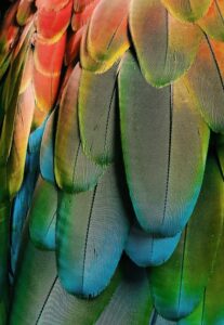 AS AVES | MALA VOADORA