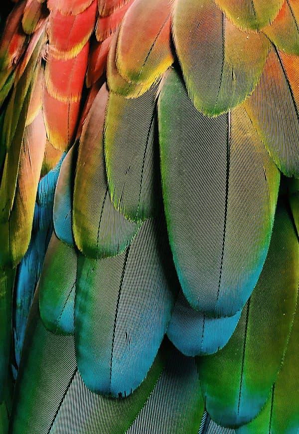 AS AVES | MALA VOADORA