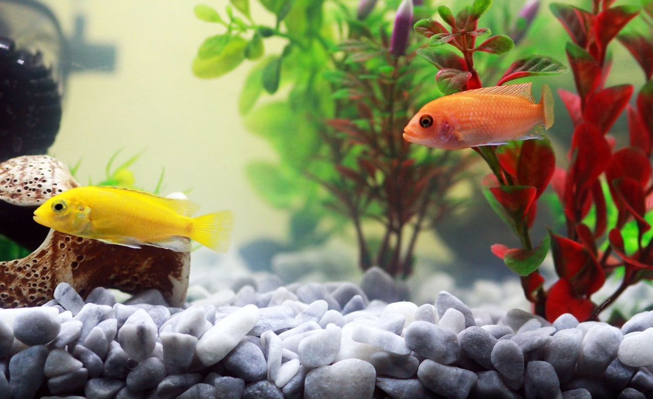 Peixinhos no Aquário - Museu da Farmácia