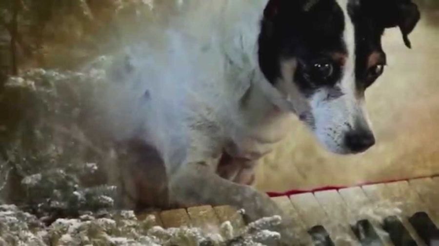 “Coração de Cão” de Laurie Anderson
