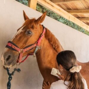 Atelier de Cavalo | Quinta do Pisão