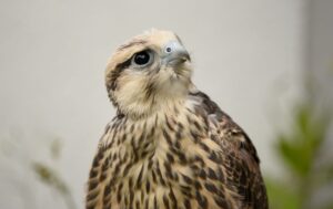 Aves de rapina no Castelo