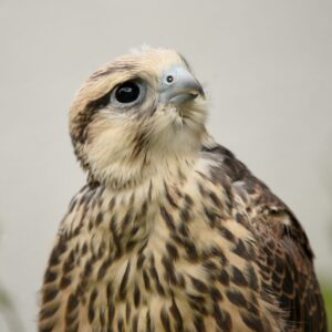 Aves de rapina no Castelo