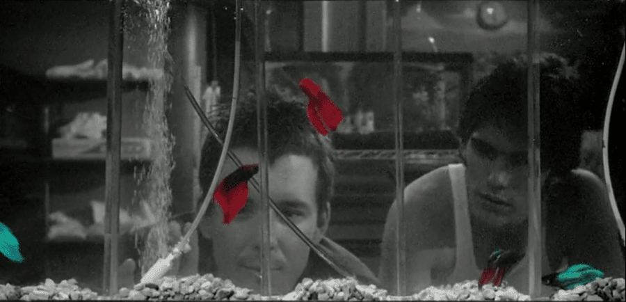 Conversas com Cinema© PROSA | Ciclo OS RITUAIS DO CINEMA I