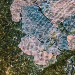 Água – Ecossistemas em Coexistência