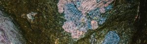 Água – Ecossistemas em Coexistência