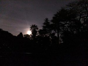 Visita Noturna ao Jardim Botânico de Lisboa — uma experiência sensorial entre sons, aromas e mistérios da noite