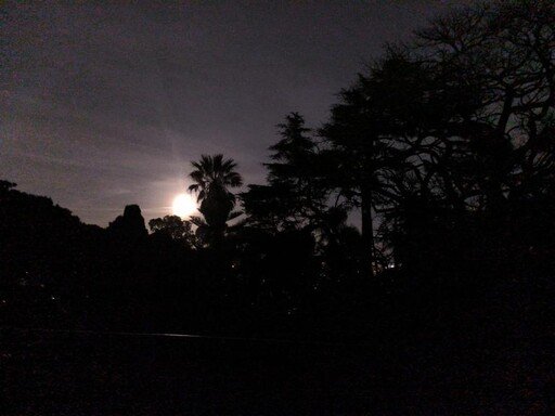 Visita Noturna ao Jardim Botânico de Lisboa — uma experiência sensorial entre sons, aromas e mistérios da noite