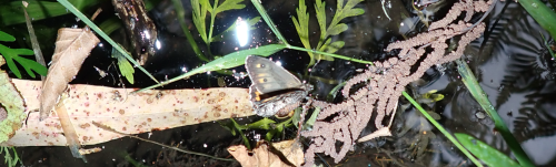 ZERO - Conferências e Documentário sobre Sustentabilidade e Biodiversidade