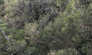 Biodiversidade – É Possível Reservar Metade do Planeta como “Natureza Pura”?