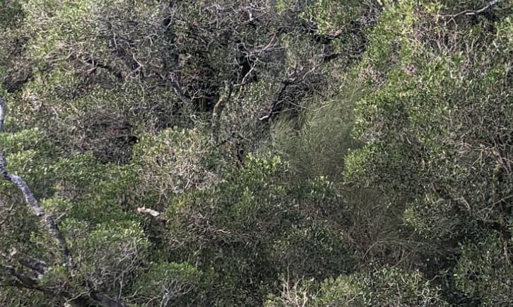 Biodiversidade – É Possível Reservar Metade do Planeta como “Natureza Pura”?