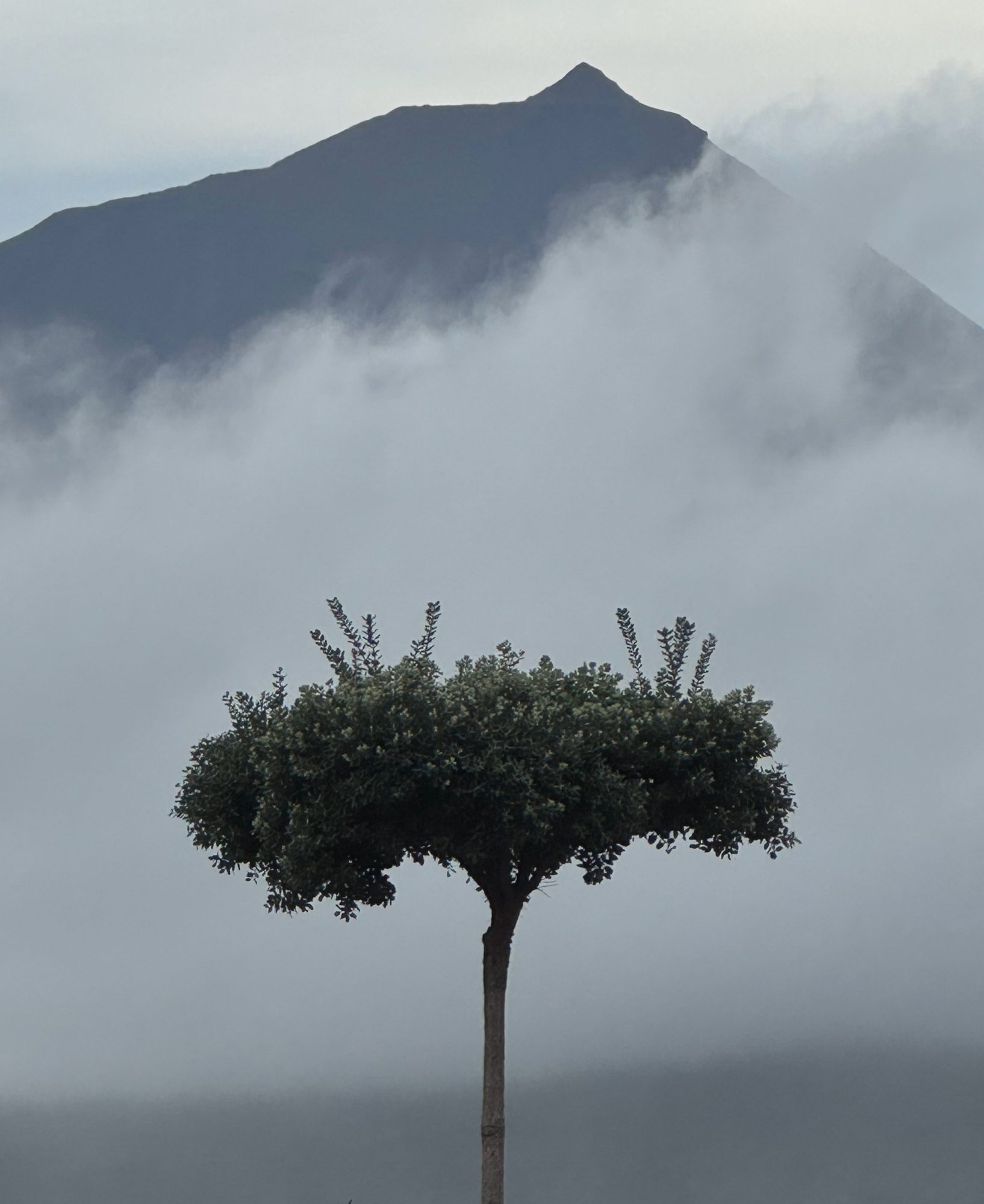 Corpo Nómada — Uma História de Errâncias