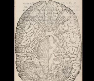 Música - PONS VAROLII