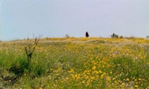 Ciclo de Cinema Ambiental II