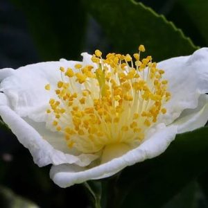 Código Noite – A Viagem das Camélias