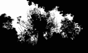 Hugo Vasco Reis – Ténue