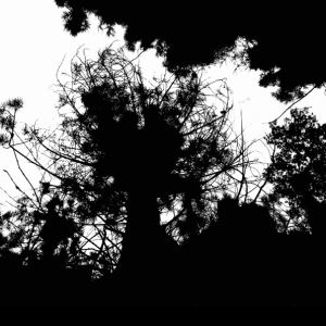 Hugo Vasco Reis – Ténue