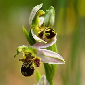 Descubra as Orquídeas Silvestres
