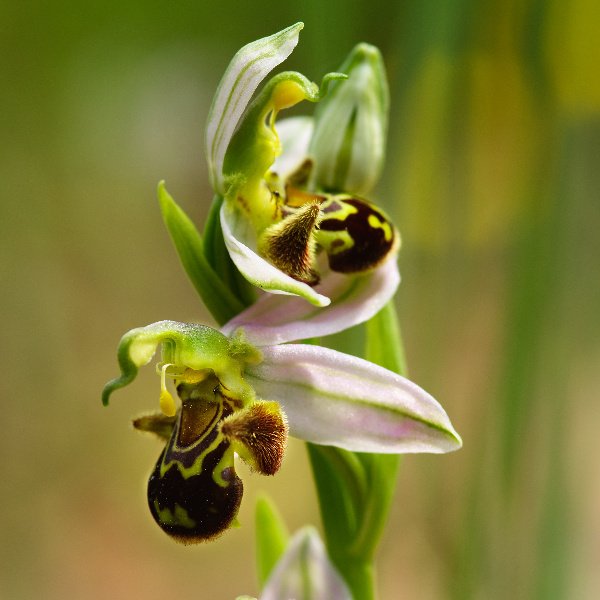 Descubra as Orquídeas Silvestres