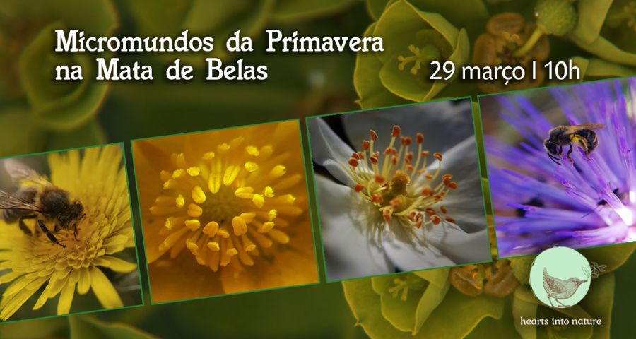 Micromundos da Primavera na Mata de Belas