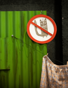 Não se Pode! Não se Pode!: Cães vs Gato em Boca Aberta