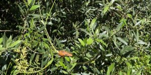 Caça às Cenouras Perdidas!