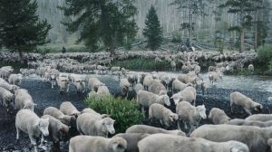 Exibição de “Sweetgrass” leva o cinema etnográfico ao Museu Nacional de Etnologia