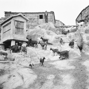“Domingos Dias Martins” revisita arquivo dos anos 1950 em exposição no Centro Cultural de Cascais
