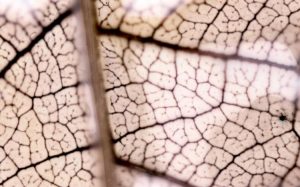 Lisboa recebe oficina de fotografia experimental “Sensografia 2 – Mineral Vegetal” na Imagerie – Casa de Imagens