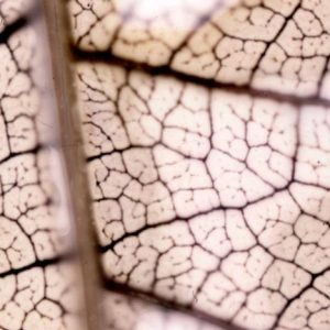 Lisboa recebe oficina de fotografia experimental “Sensografia 2 – Mineral Vegetal” na Imagerie – Casa de Imagens