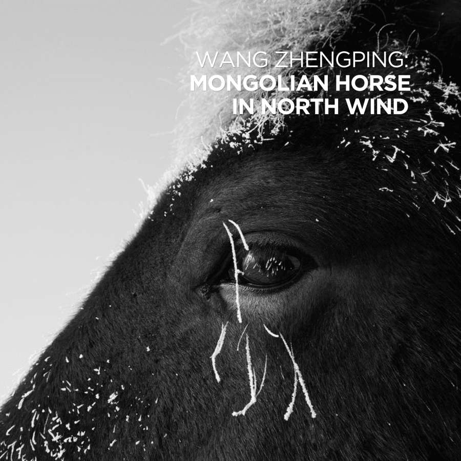 Wang Zhengping estreia em Portugal exposição sobre o cavalo mongol e a memória da estepe