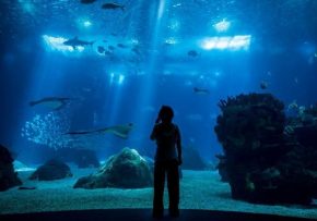 Oceanário de Lisboa - Agenda Infantil Lisboa LX - Eventos