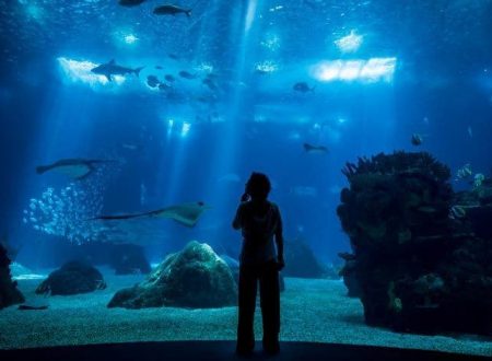Oceanário de Lisboa - Agenda Infantil Lisboa LX - Eventos