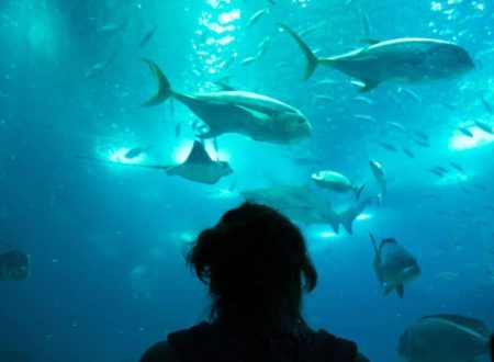 Fotografia de uma criança a observar peixes e outras criaturas marinhas através de um grande aquário no Oceanário de Lisboa. A imagem captura o fascínio e a curiosidade infantil, sendo ideal para ilustrar a agenda infantil de Lisboa, especialmente eventos e atividades no Oceanário.
