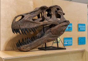dinossauros Lourinhã