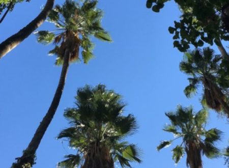 Fotografia de palmeiras altas vistas de baixo contra um céu azul claro no Jardim Botânico de Lisboa. A imagem transmite a tranquilidade e a beleza natural do local, sendo ideal para ilustrar a agenda infantil de Lisboa, especialmente eventos e atividades ao ar livre no Jardim Botânico.